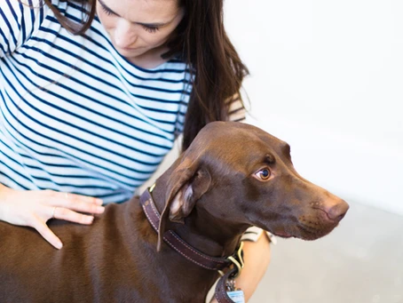 What is Animal Chiropractic?