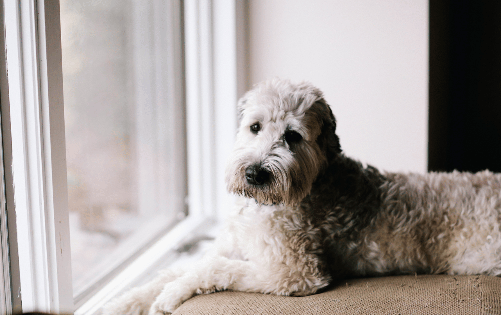 What to Expect During Your Dog’s First Chiropractic Visit in Vancouver